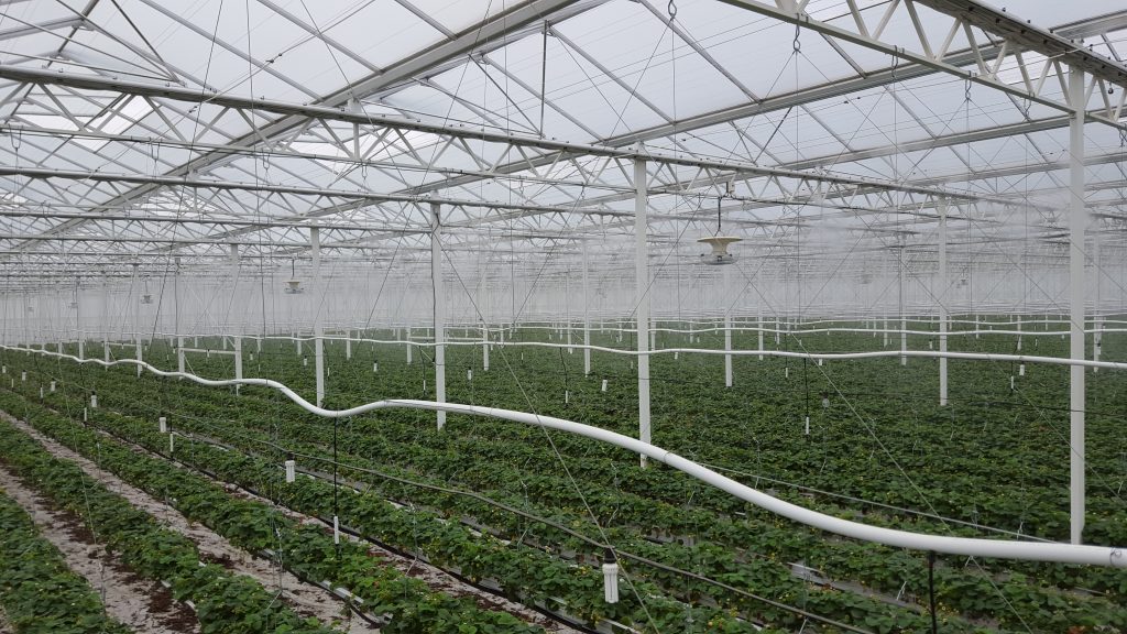 Agricultura figurativa