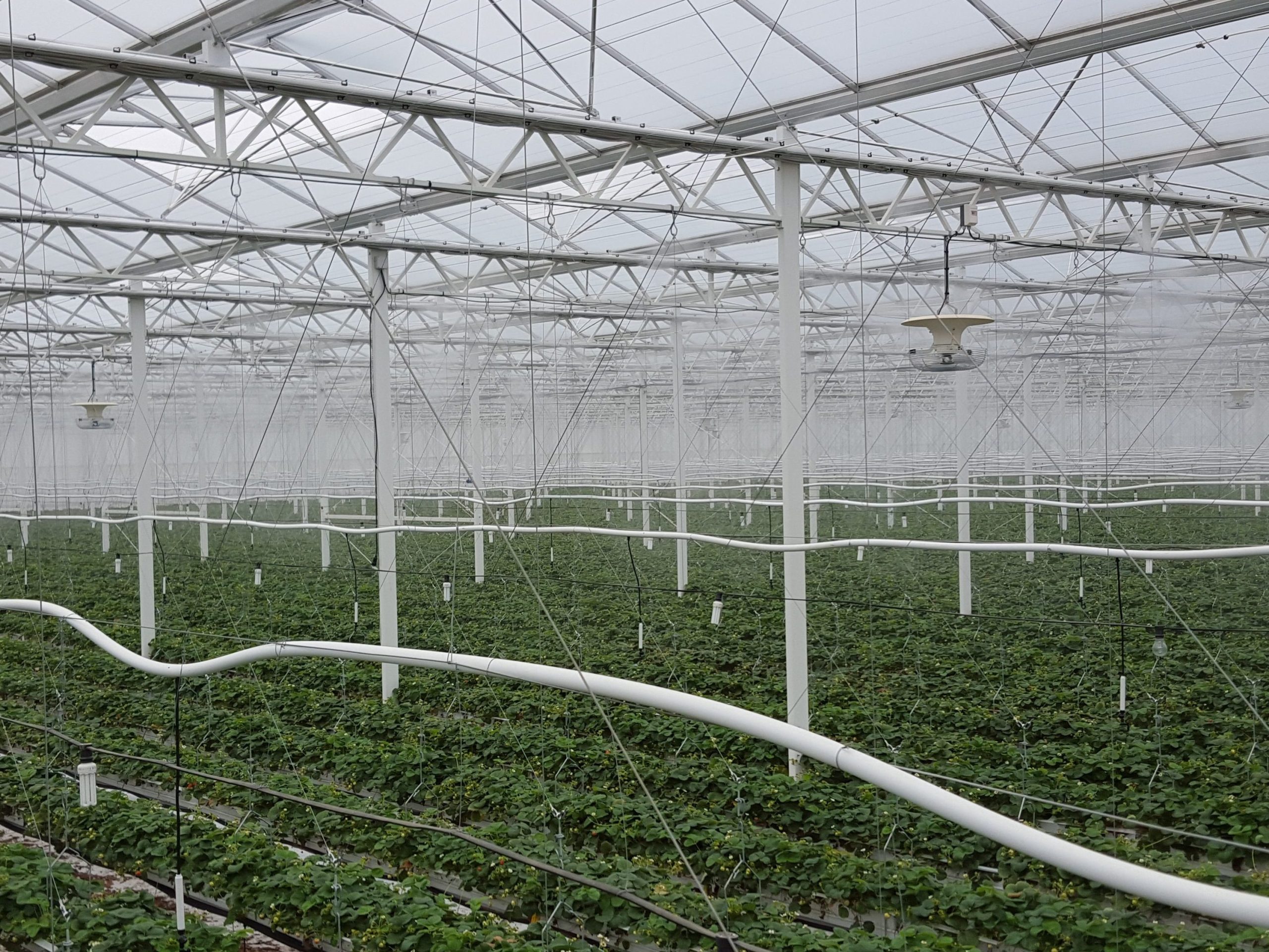 Agricultura figurativa