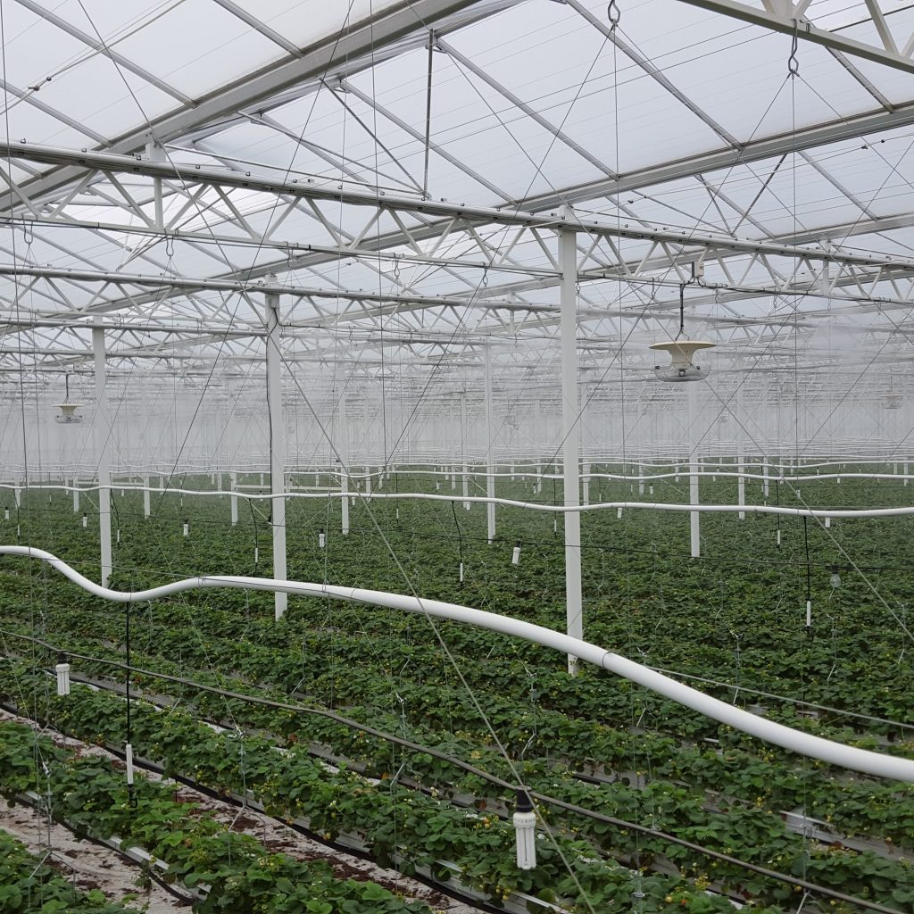 Agricultura figurativa