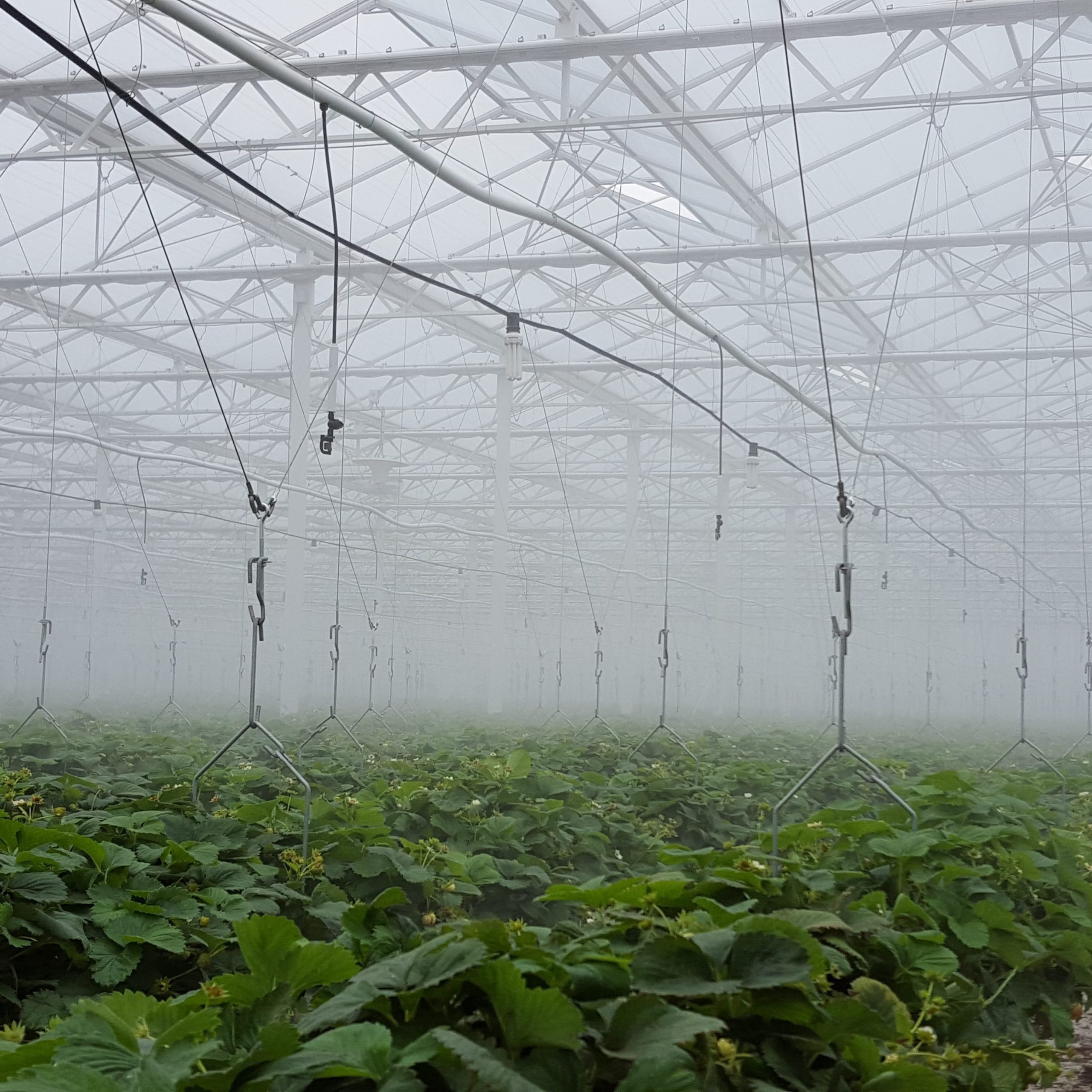 Régulation humidité : le brumisateur agricole pour optimiser vos cultures