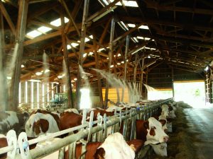 brumisation elevage climext santé animale