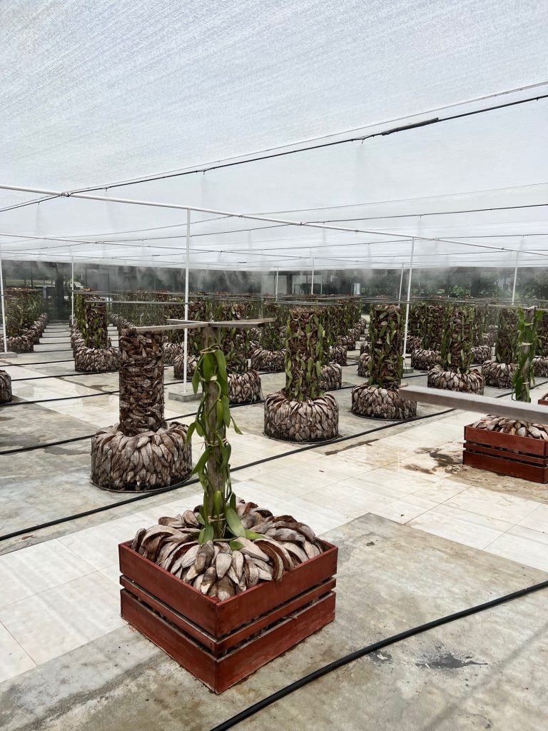 champignonnière brumisation agricole
