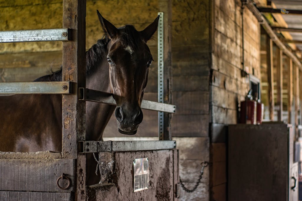 A horse stands inside a wooden stable capturing rustic farm life charm.