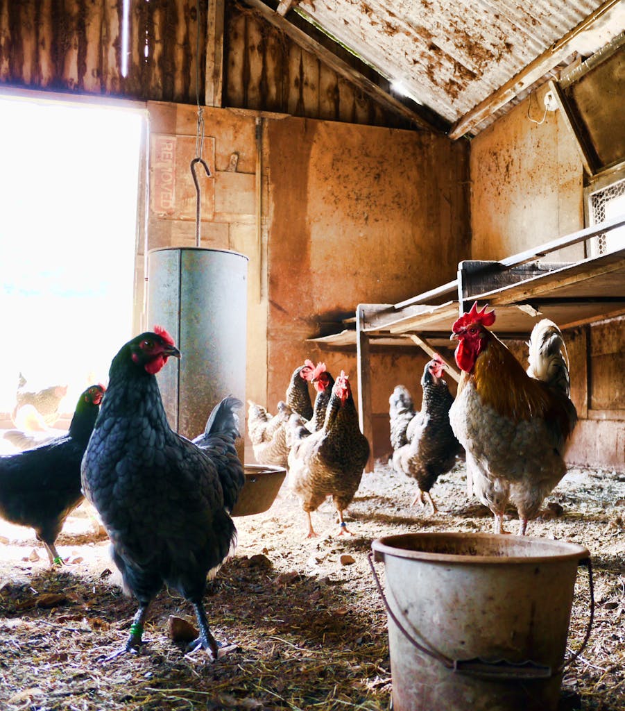 productivité élevage poule