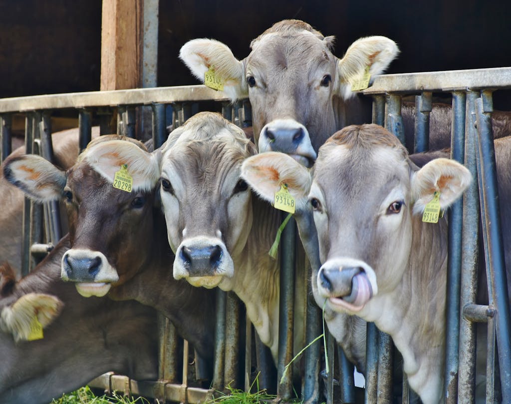 confort du bétail brumisation agricole