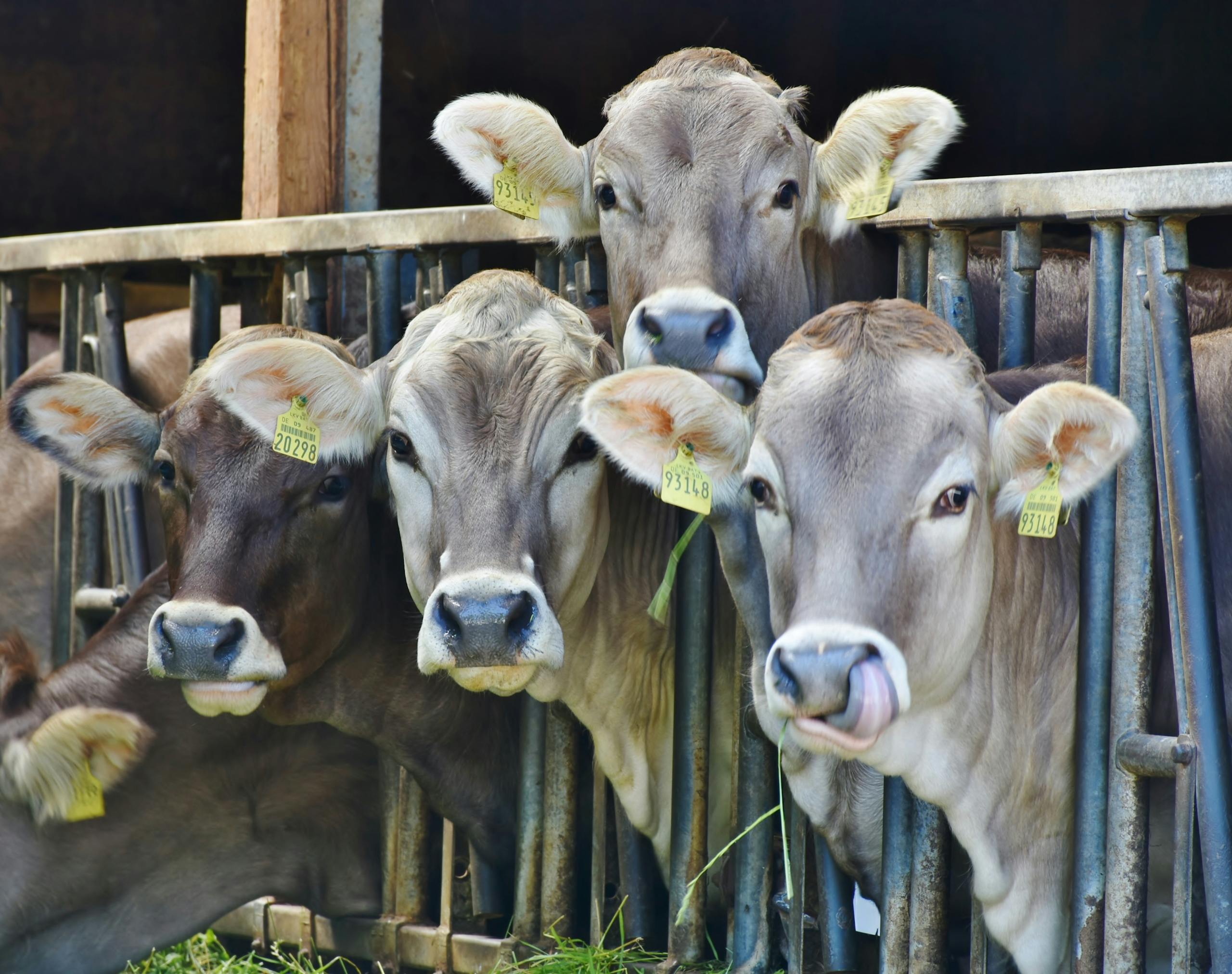 Confort du bétail : améliorer le bien-être grâce à la brumisation agricole