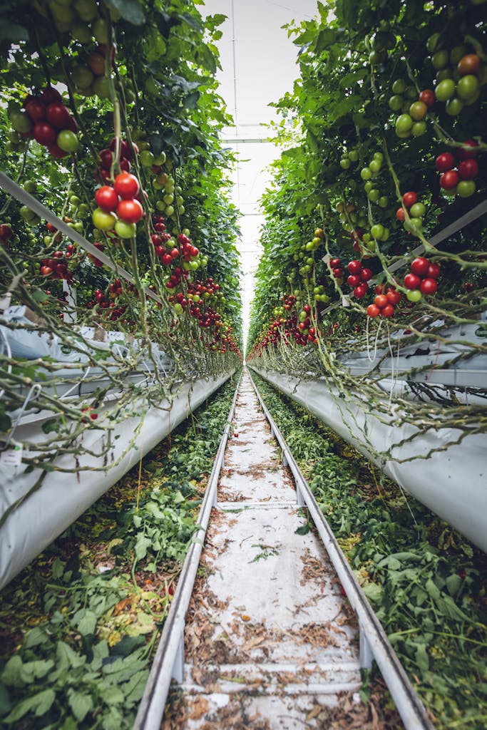 microclimat serre brumisation agricole