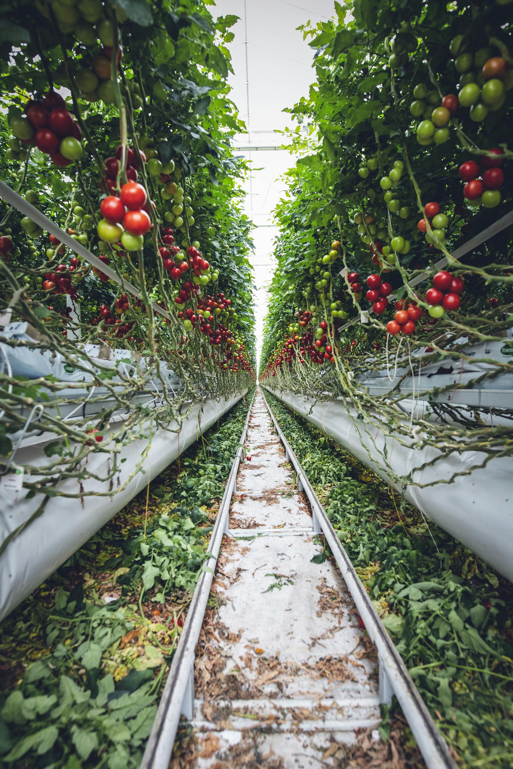Microclimat serre : créer un environnement optimal avec un brumisateur agricole