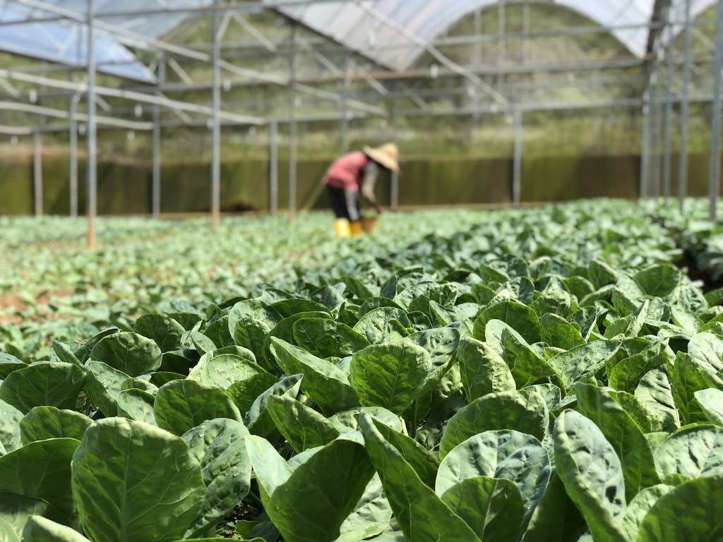 serre brumisation agricole