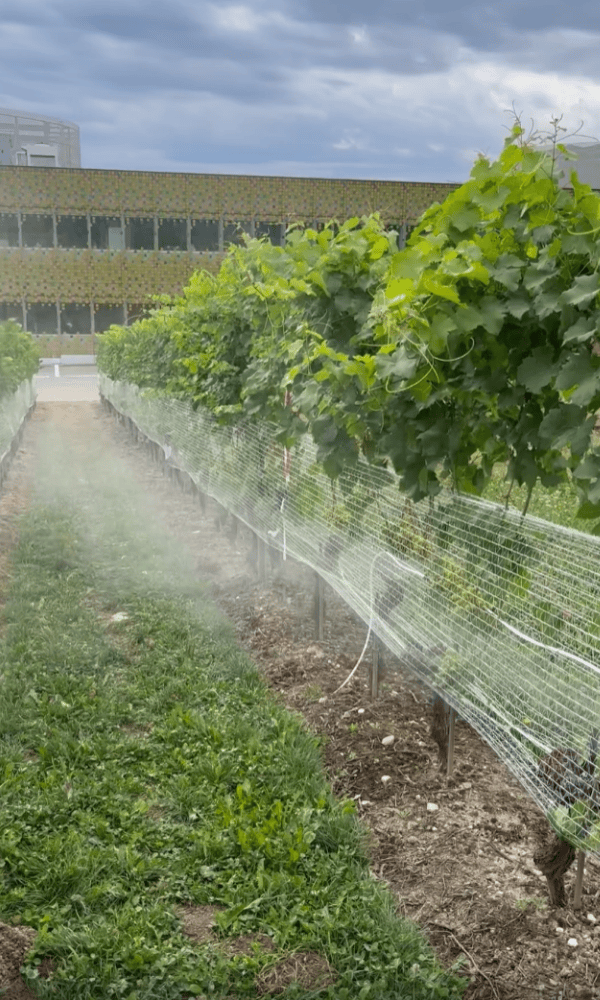 Rendement agricole - brumisation viticole – rafraîchir ses vignes